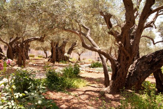 Israel, Jerusalem, Garden of Gethsemene, Religion, Student Travel, School Trip © Noam Chen, ThinkIsrael.com
