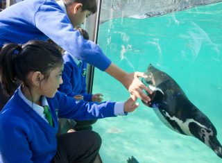 Science Pupils captivated as a penguin swims by at London Zoo ©ZSL