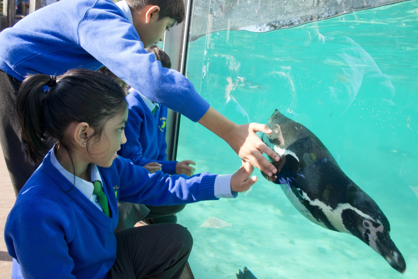 Science Pupils captivated as a penguin swims by at London Zoo ©ZSL